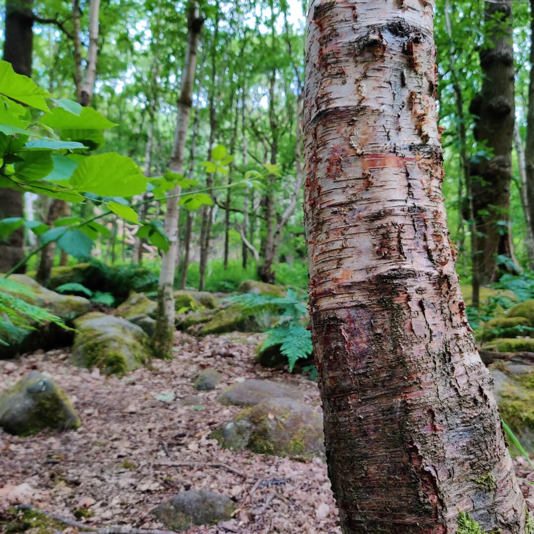 Hawksworth Wood trees