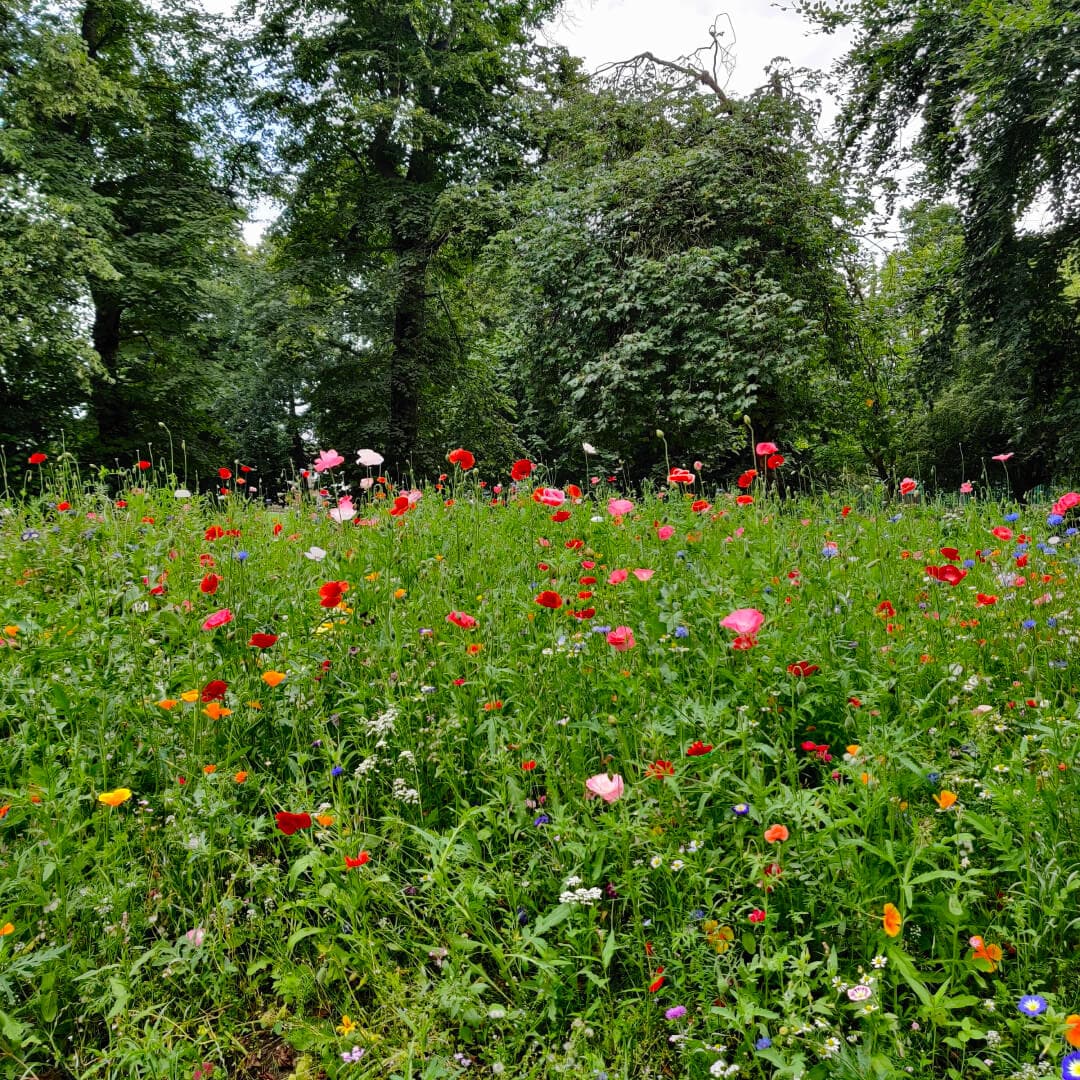 Westroyd Park flowers