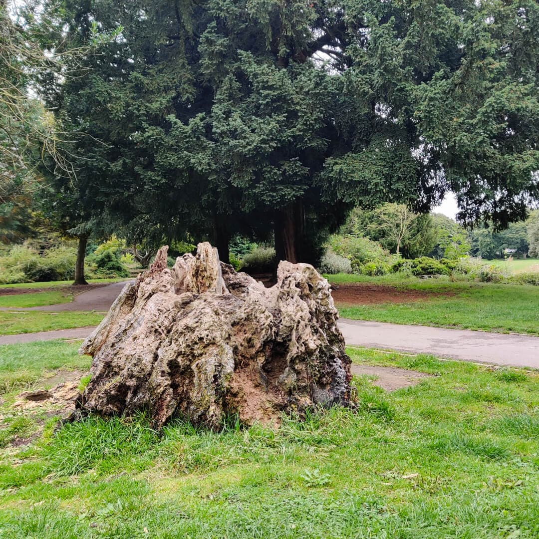 Horsforth Hall Park old tree stump