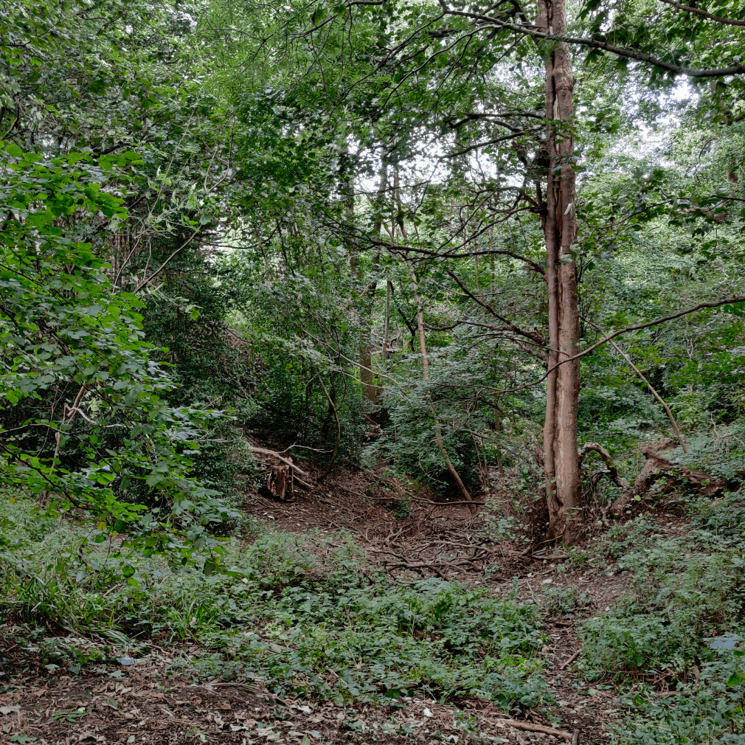 Gipton Wood