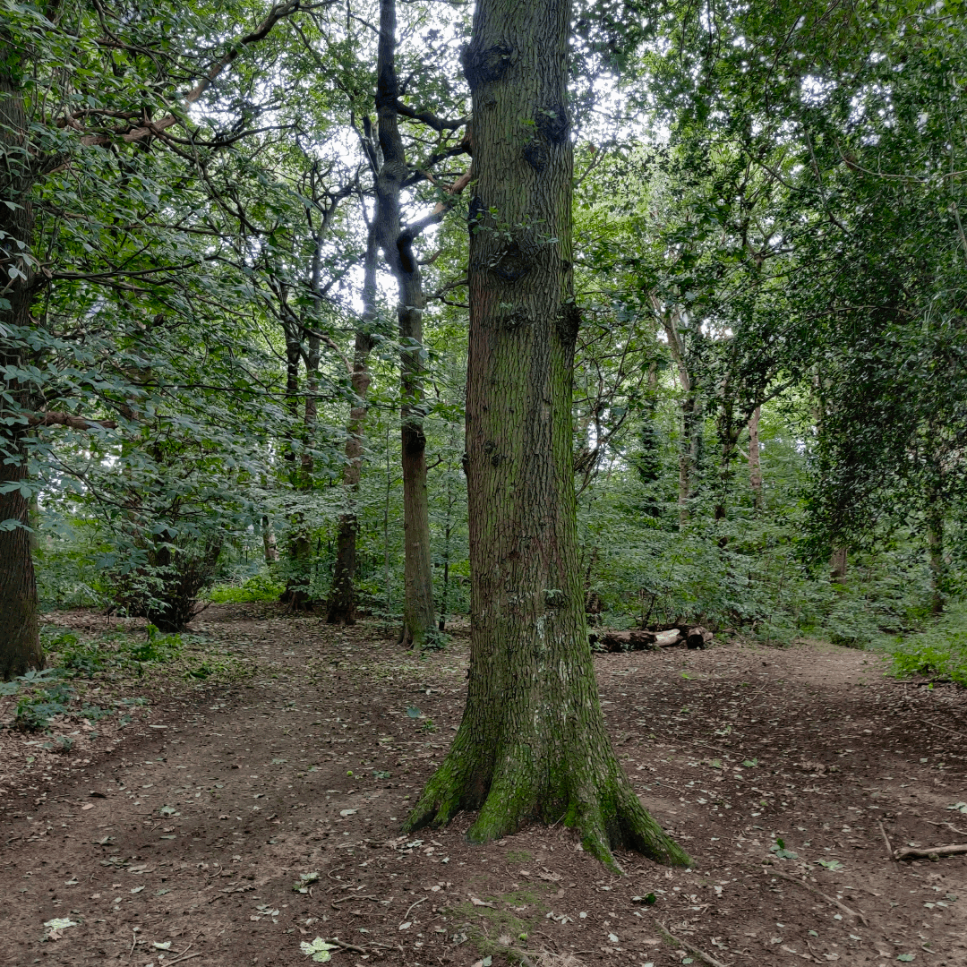 Gipton Wood