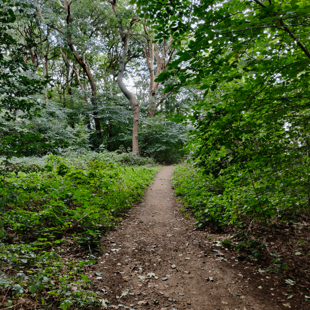 Gipton Wood