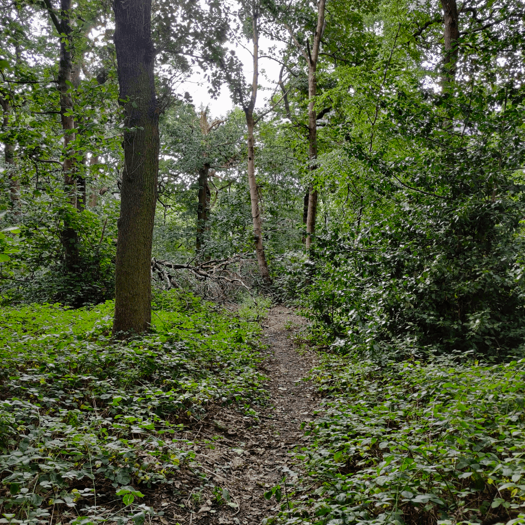 Gipton Wood