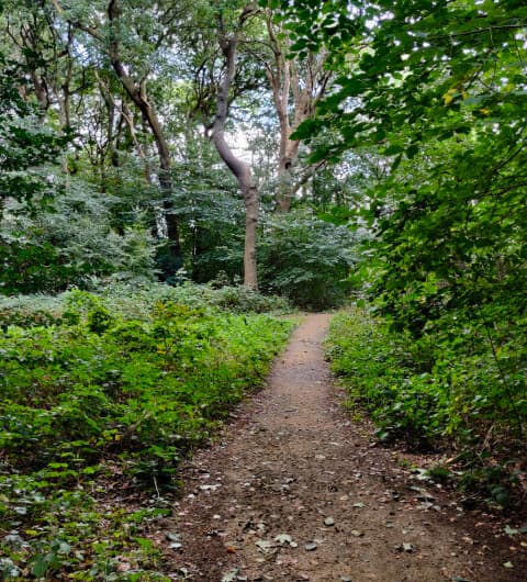 Gipton Wood