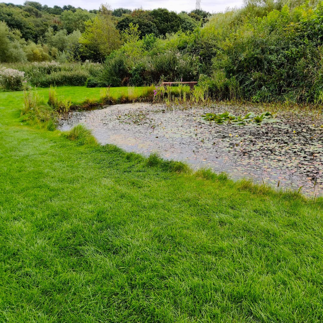 Rodley Nature Reserve pond