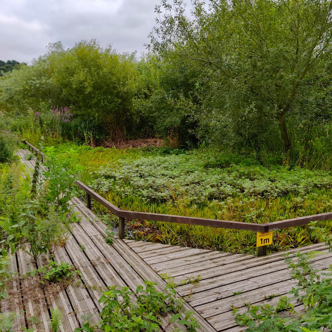 Rodley Nature Reserve pond