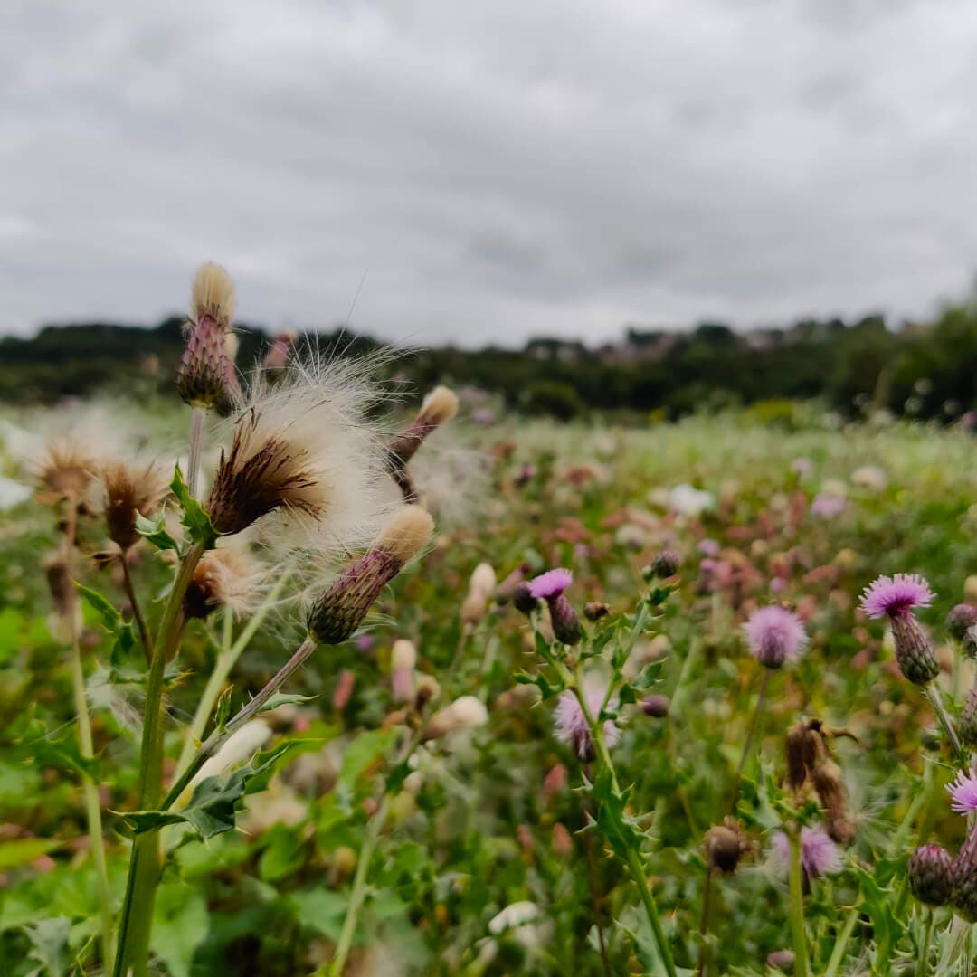 Rodley Nature Reserve seeds