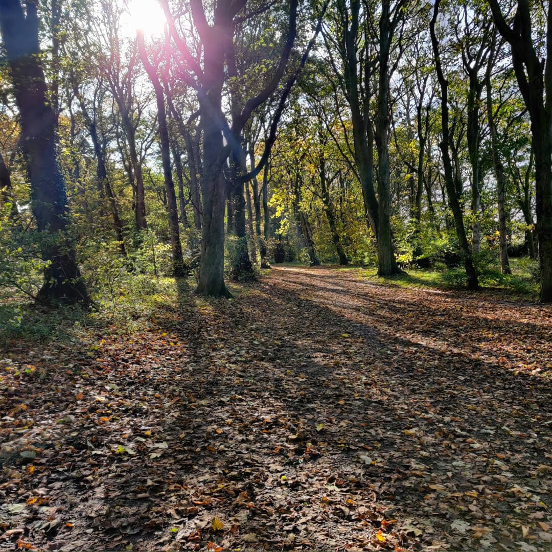 Farnley Hall Park woods in dappled sun