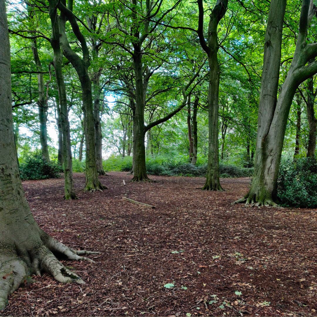 Farnley Hall Park woods
