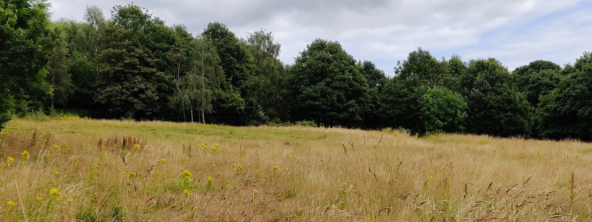 Sugarwell Hill Park wild flower meadow