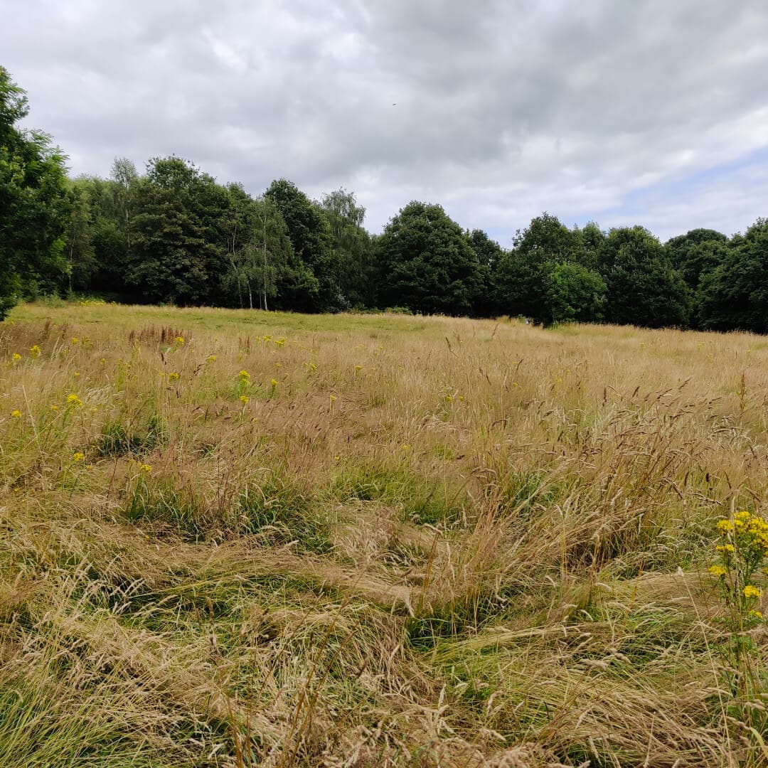Sugarwell Hill Park Wild Meadow