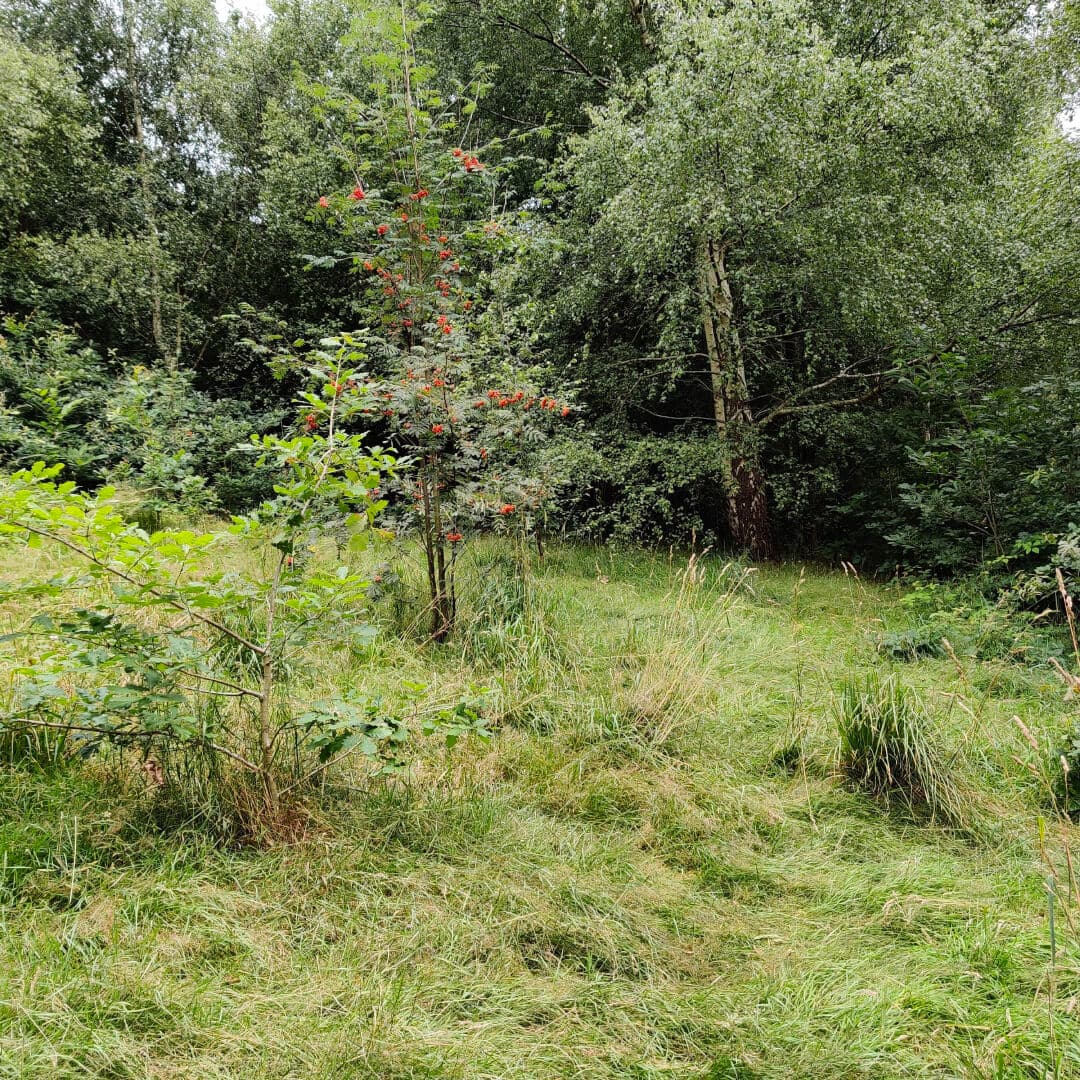 Sugarwell Hill Park Grass