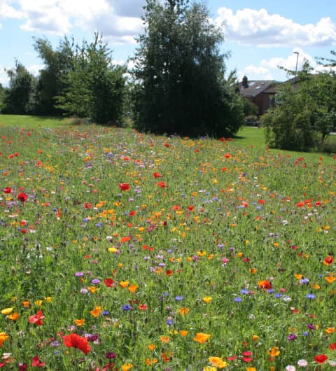West Park Field