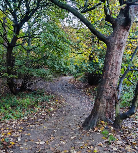 Hunger Hills Woods Leeds