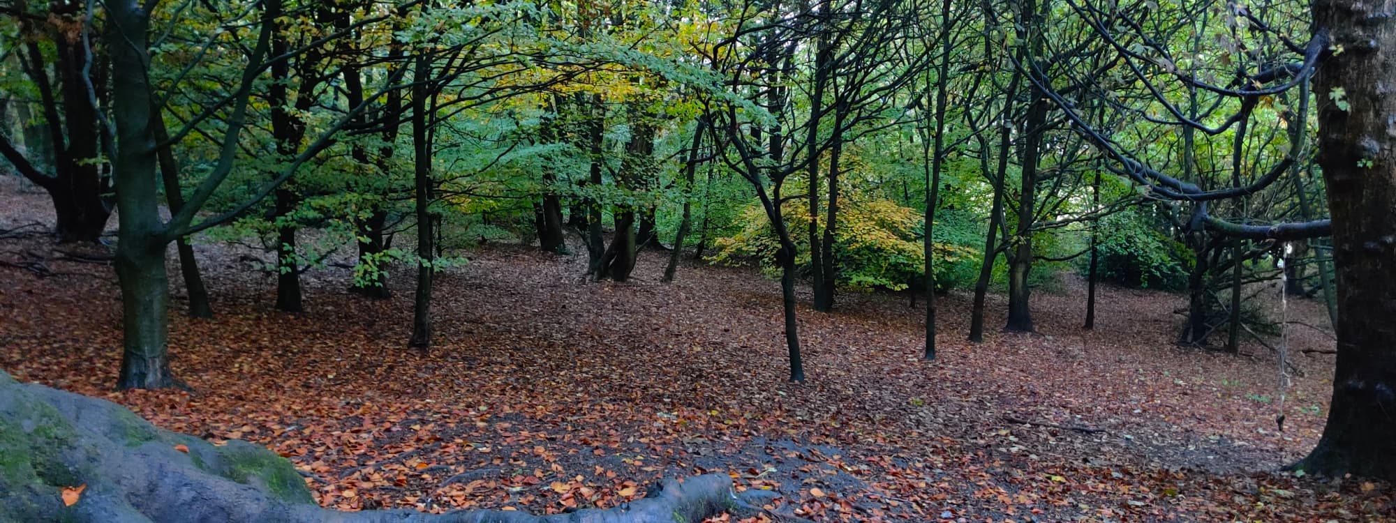 Hunger Hills Woods Leeds