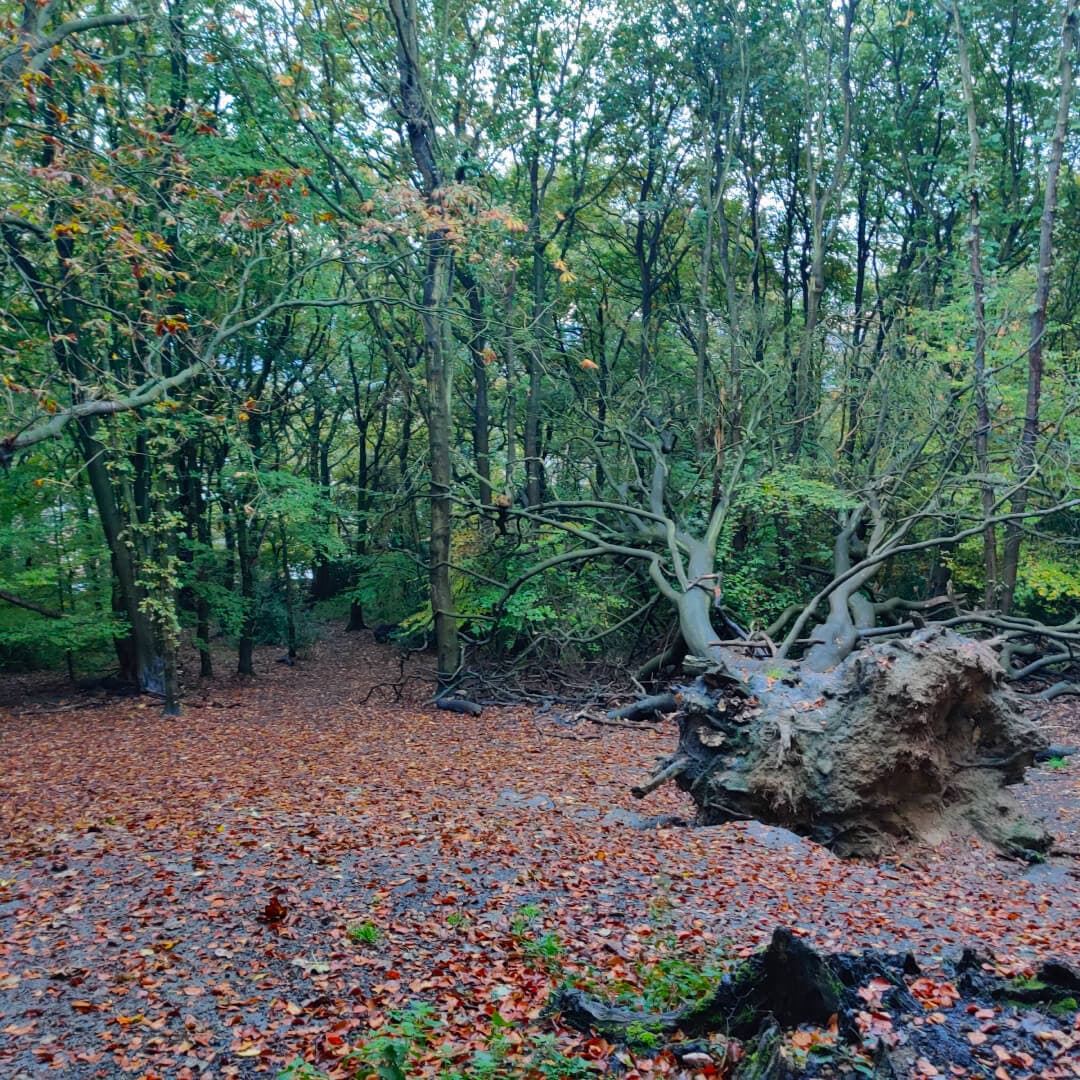 Hunger Hills Woods Leeds