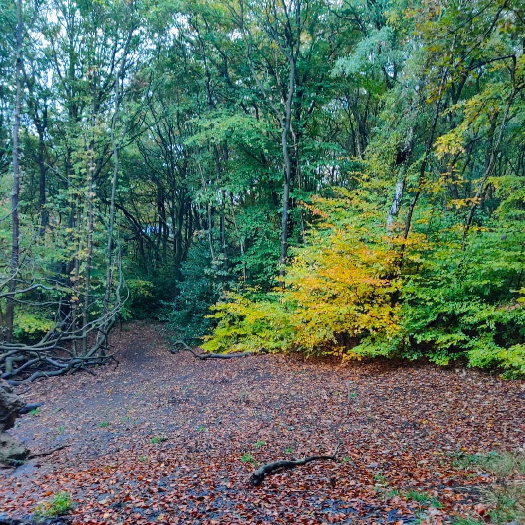 Hunger Hills Woods Leeds