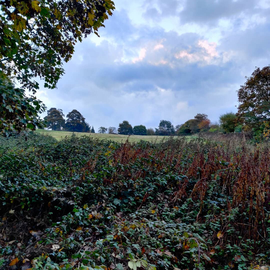 Hunger Hills Woods Leeds