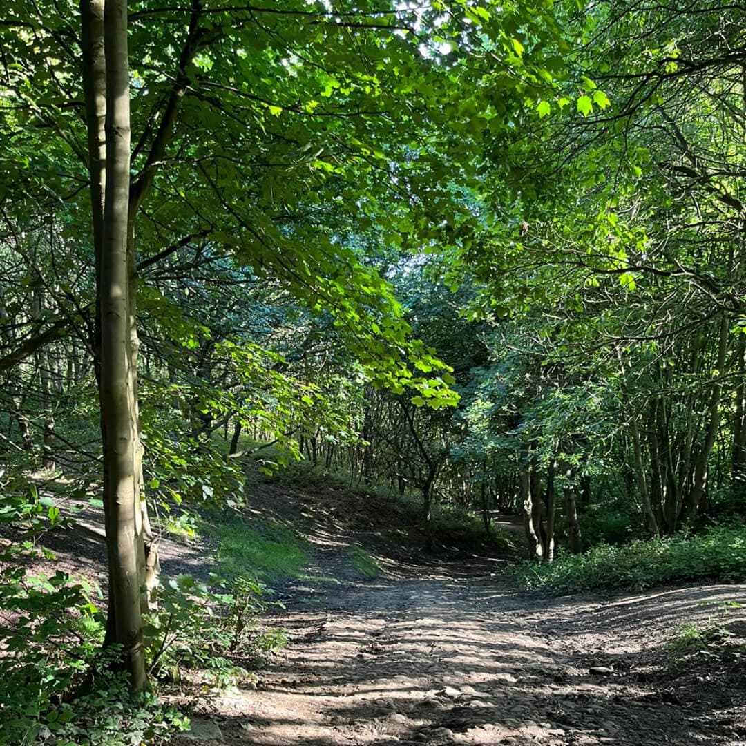 Black Carr Wood cycle route