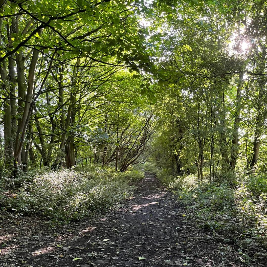 Black Carr Wood