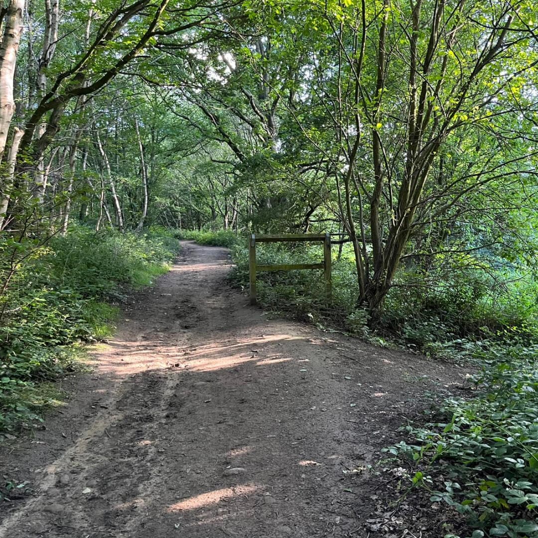 Black Carr Wood