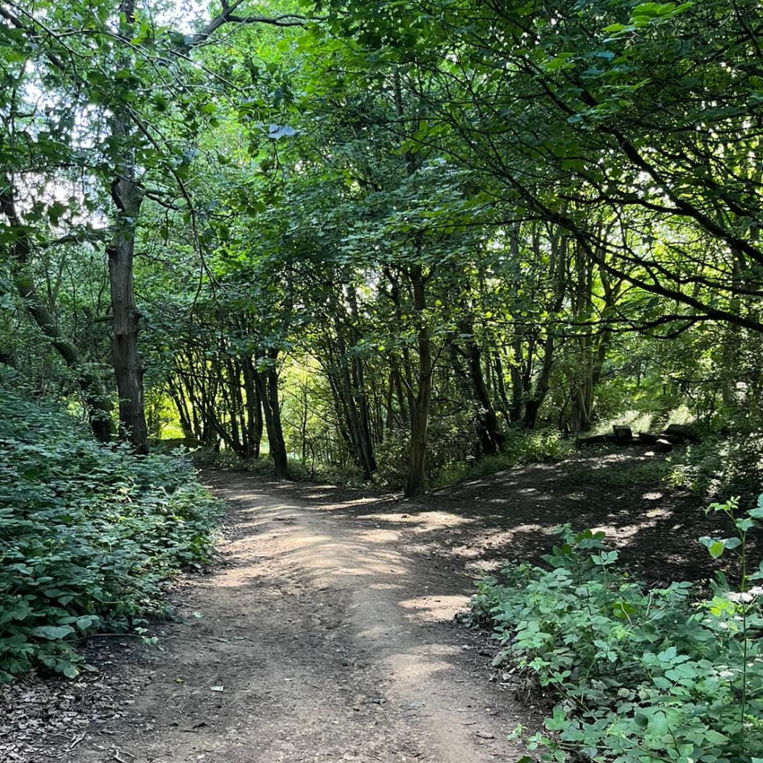 Black Carr Wood path