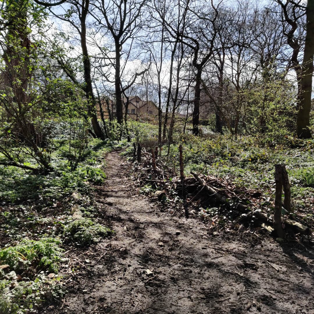 Clark Spring Wood