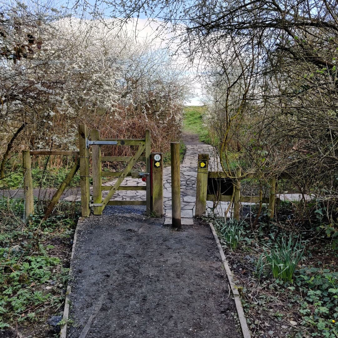 Daffil Wood