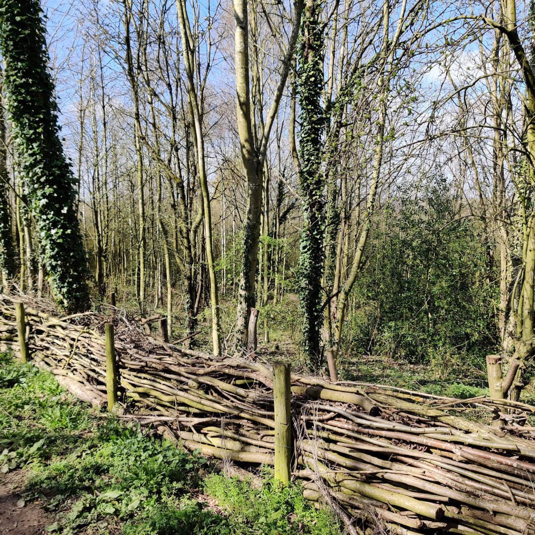 Daffil Wood