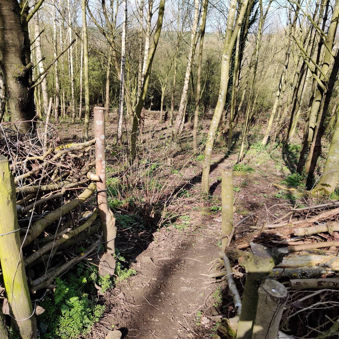 Daffil Wood