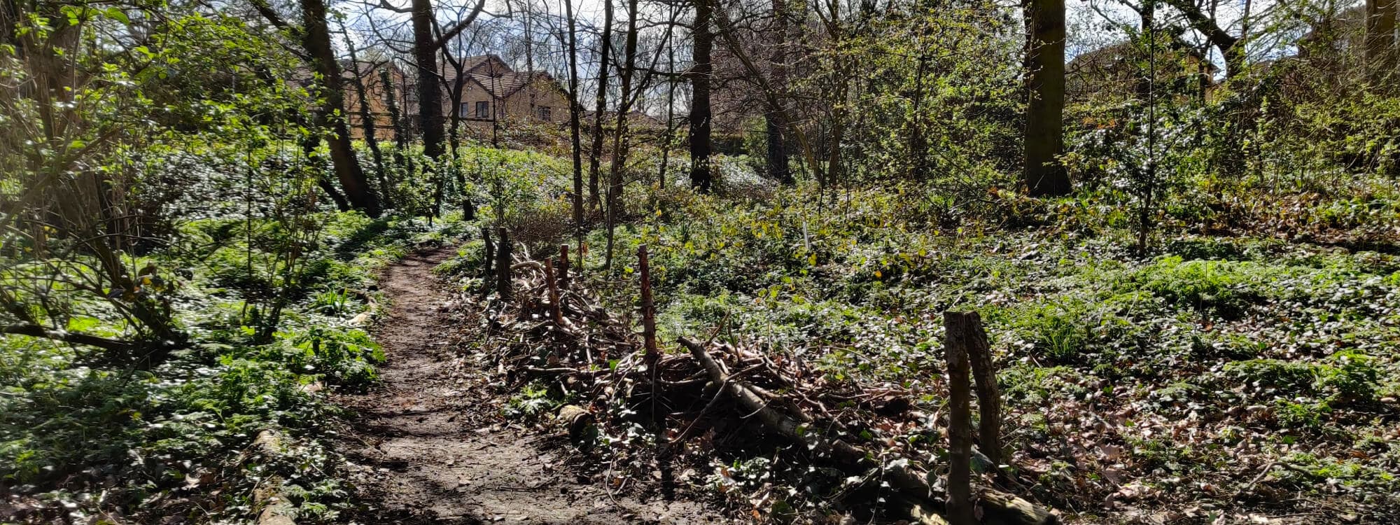 Clark Spring Wood