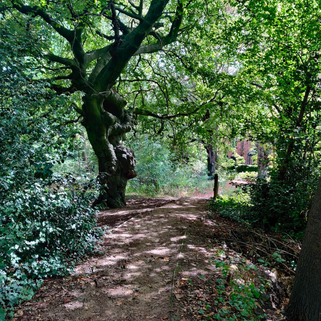 Dagmar Wood in summer