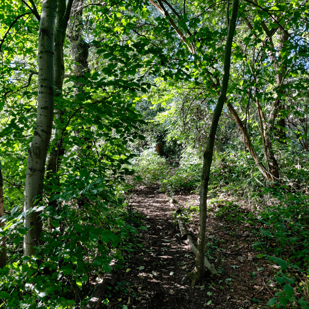 Churwell Woods