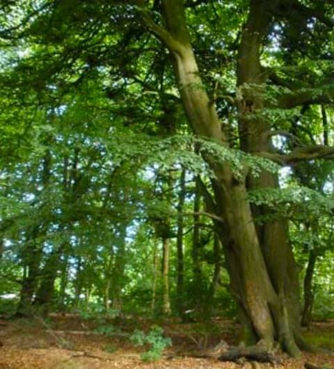 Scarcroft Plantation