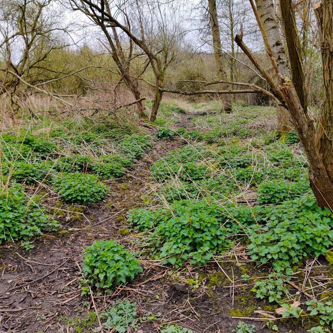 Gallows Hill Nature Reserve