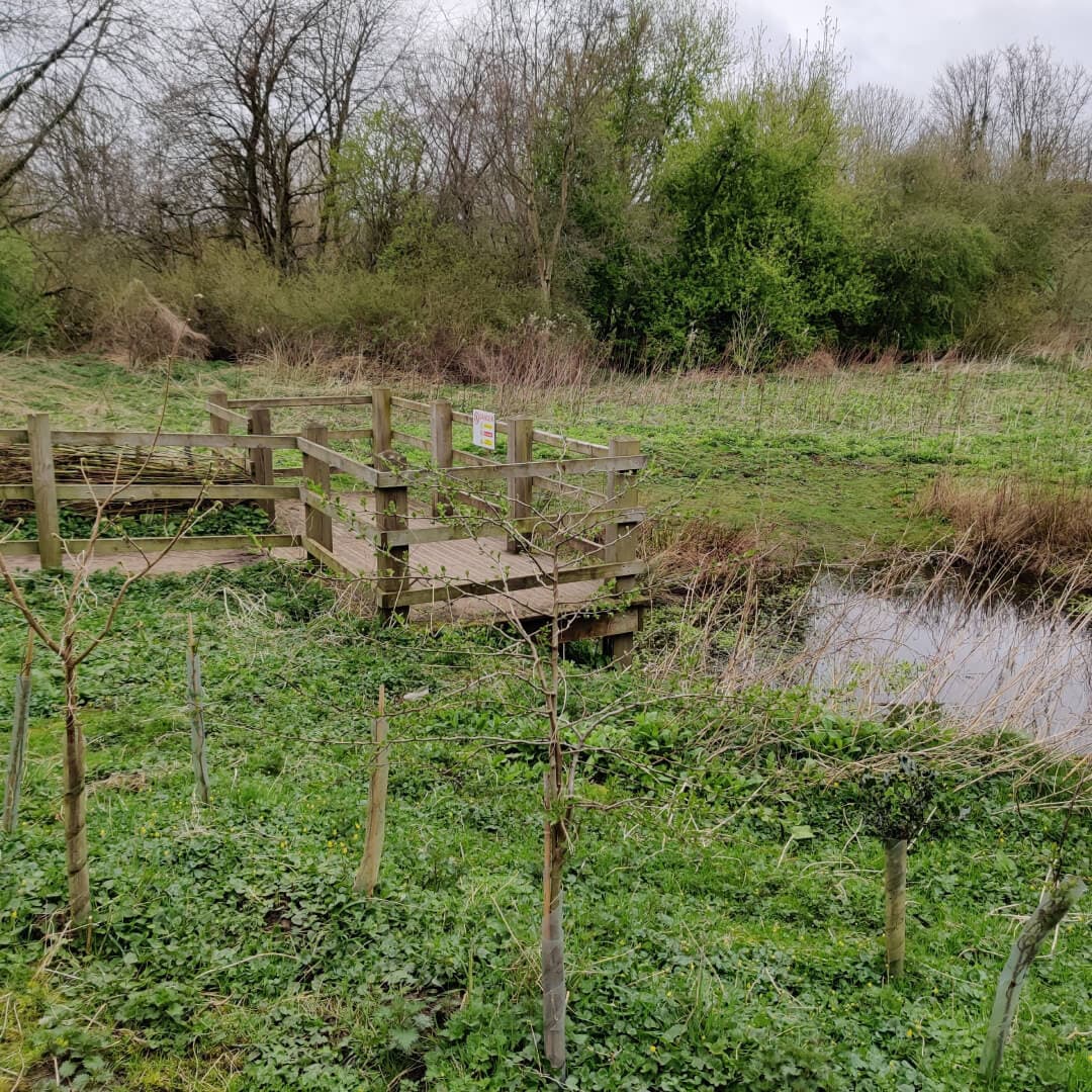 Gallows Hill Nature Reserve pond