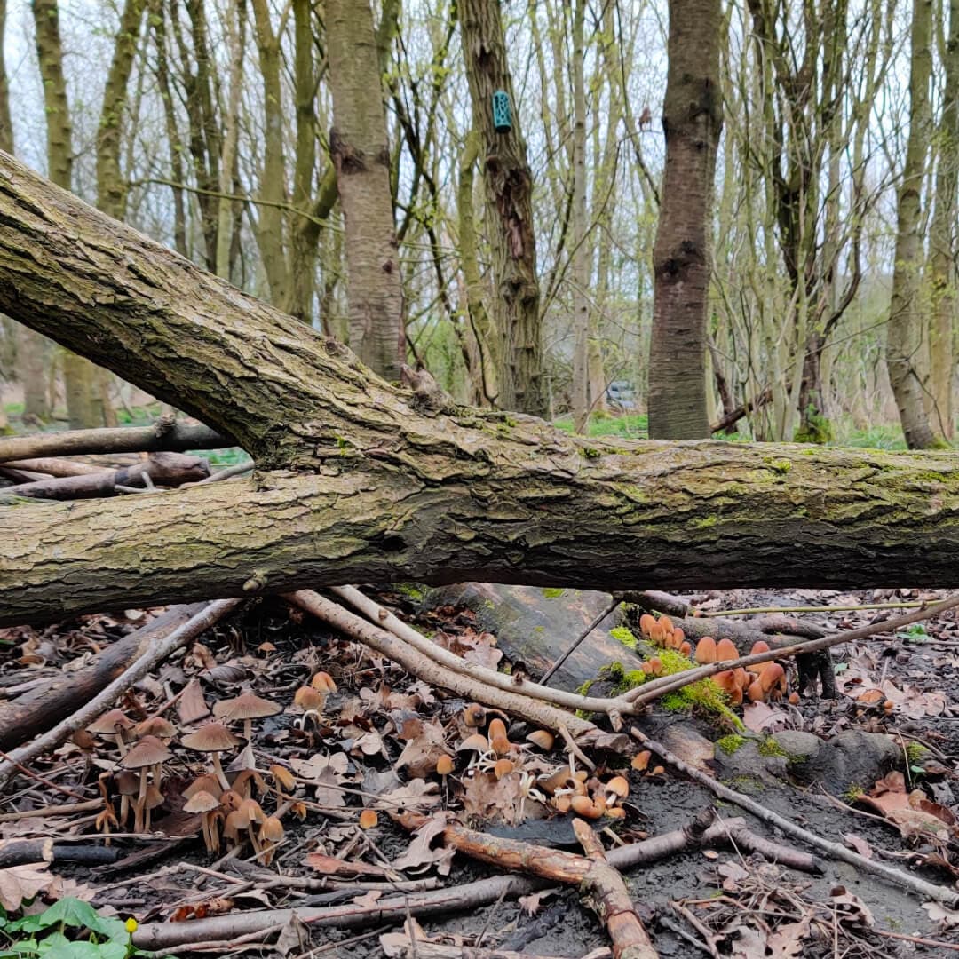 Gallows Hill Nature Reserve