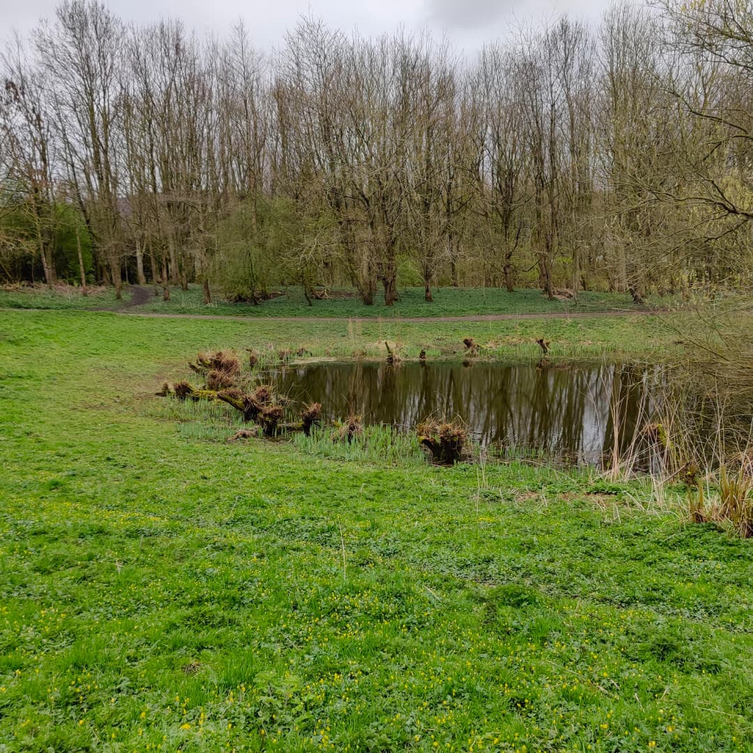 Gallows Hill Nature Reserve pond