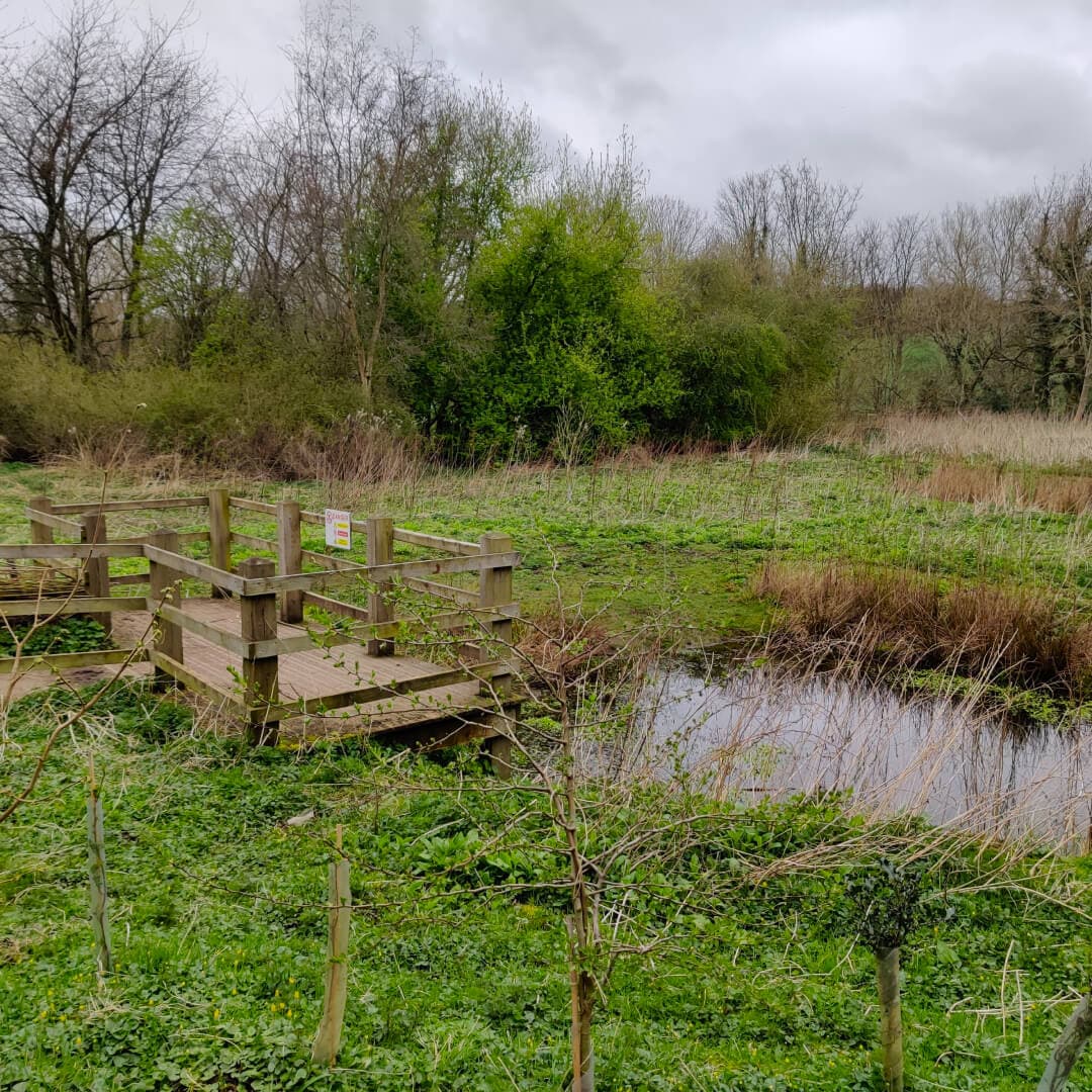 Gallows Hill Nature Reserve pond