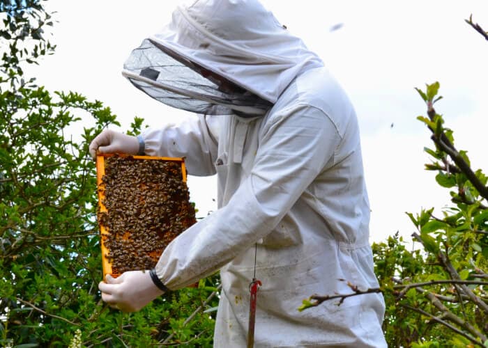Urban Hives - Bees in Leeds