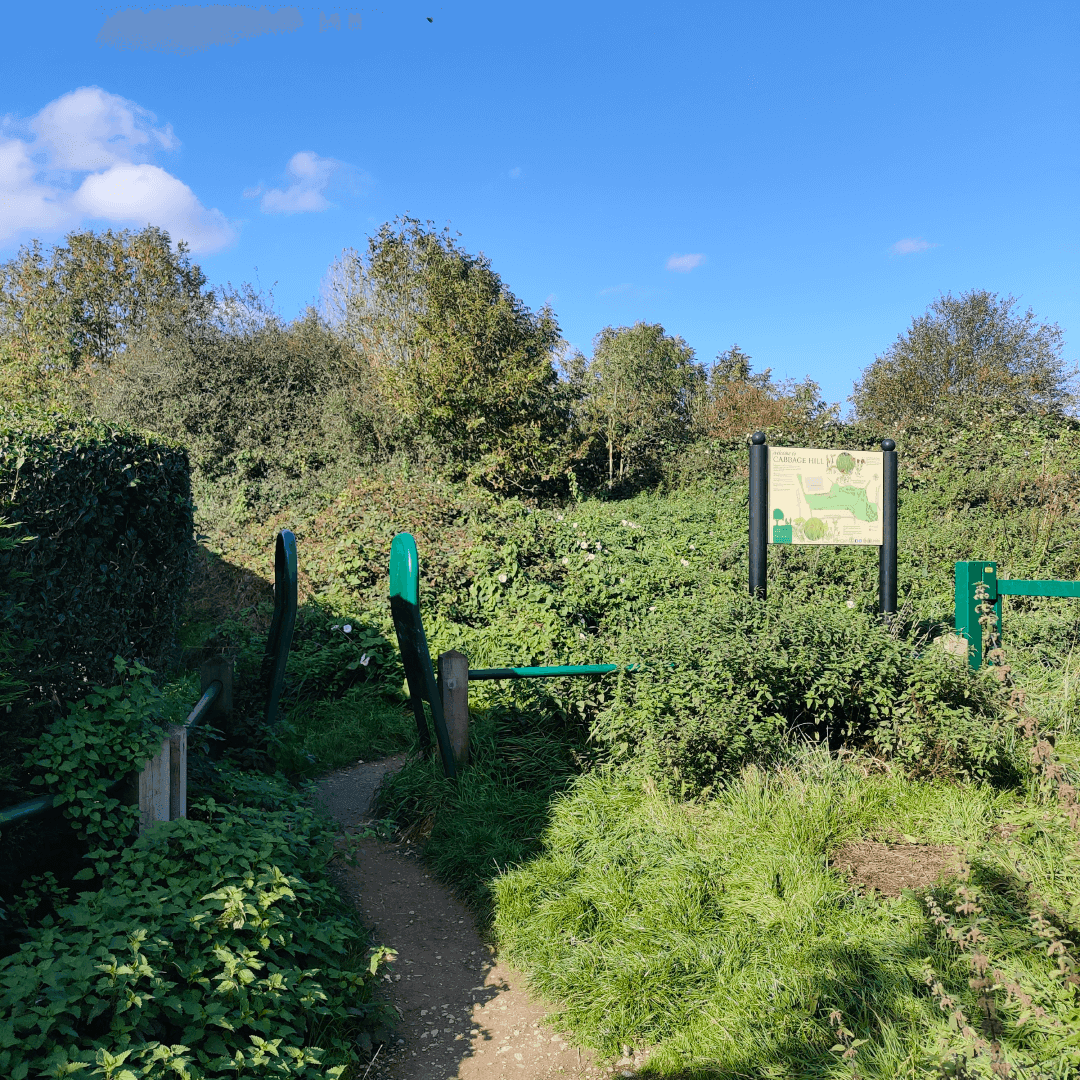 Cabbage Hill