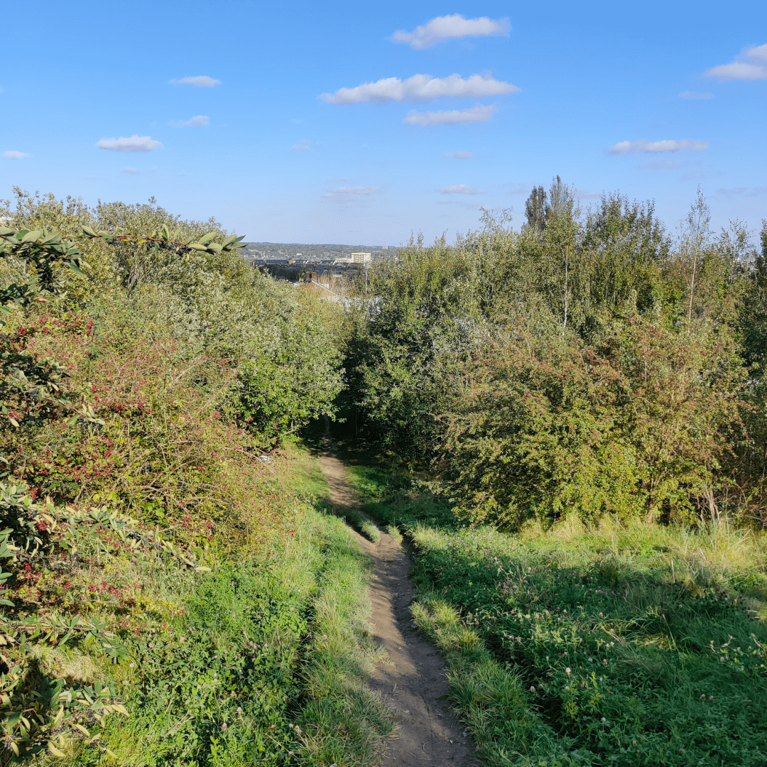 Cabbage Hill