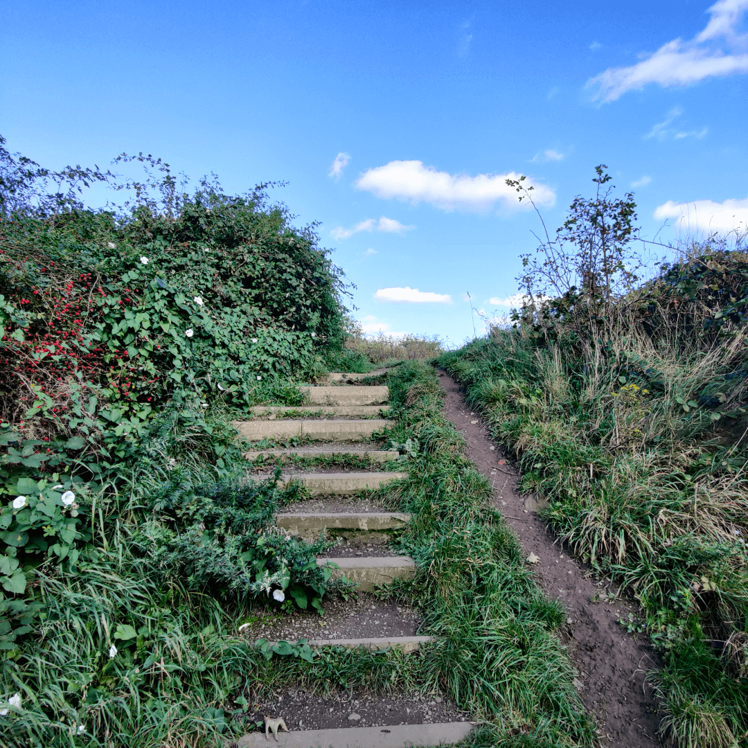 Cabbage Hill