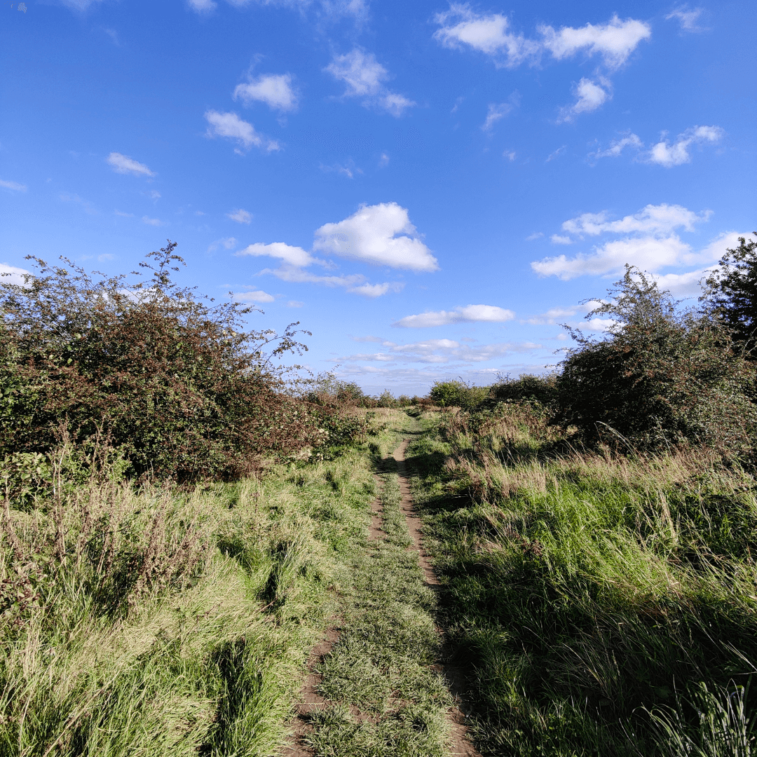 Cabbage Hill