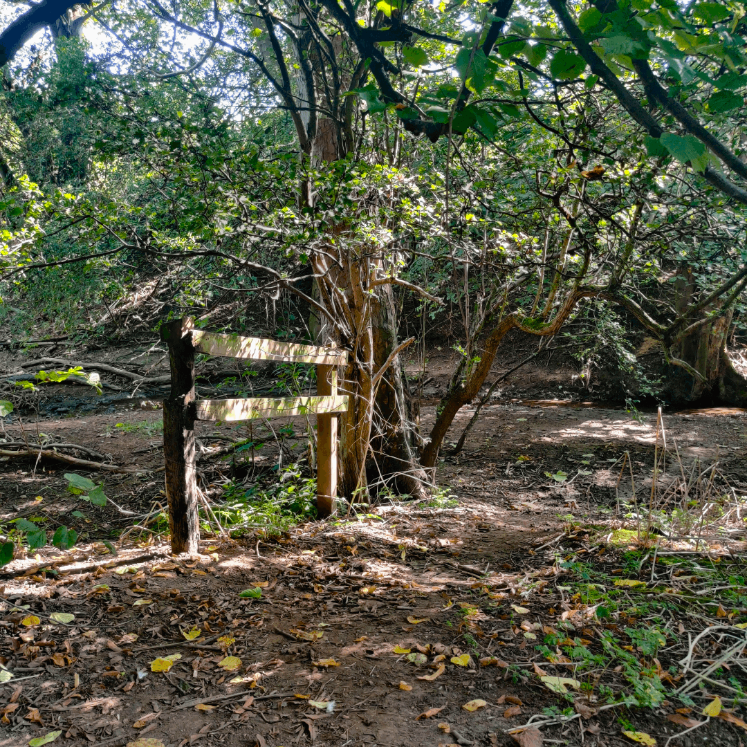 New Forest Plantation
