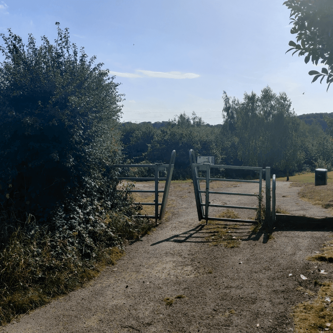 New Forest Plantation