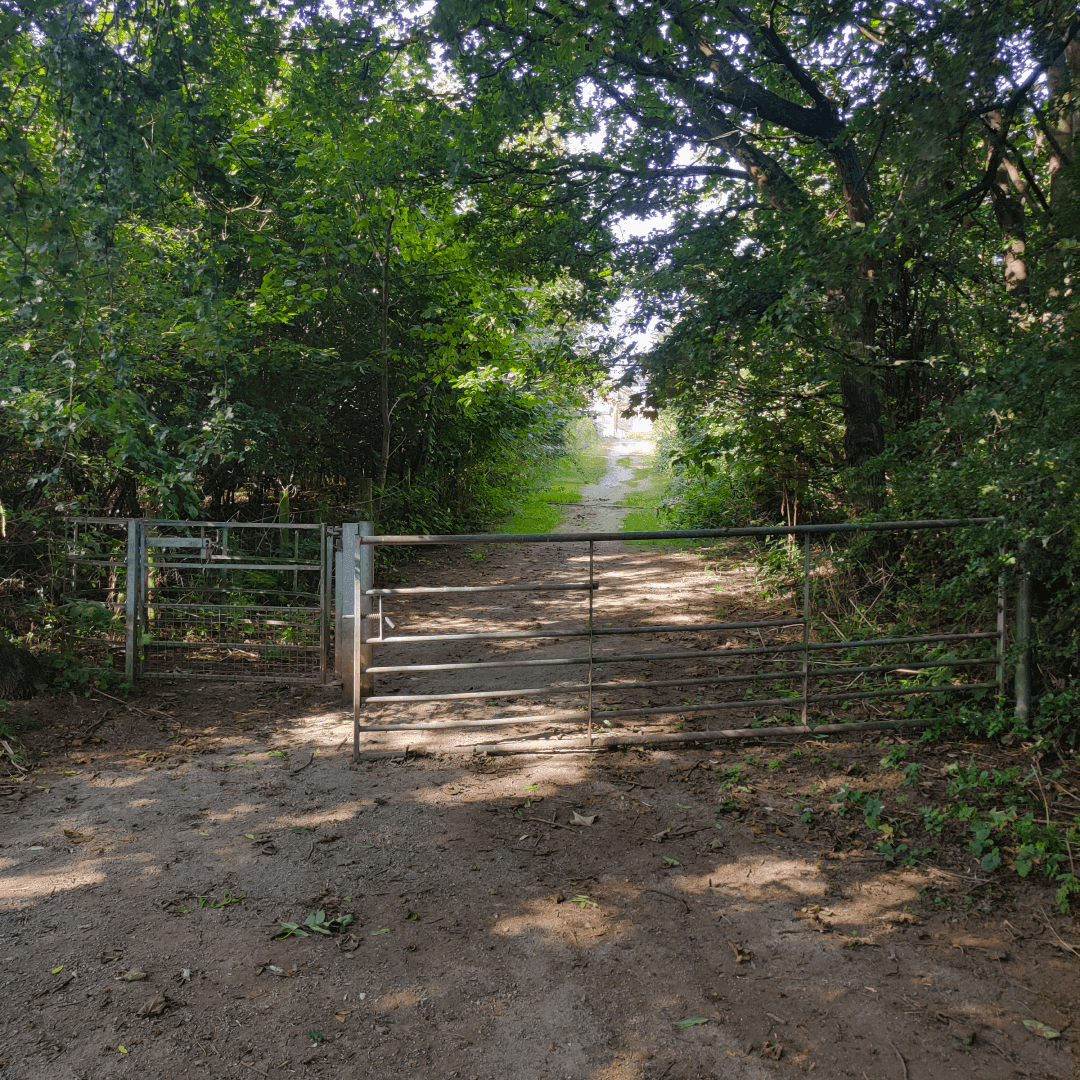 New Forest Plantation