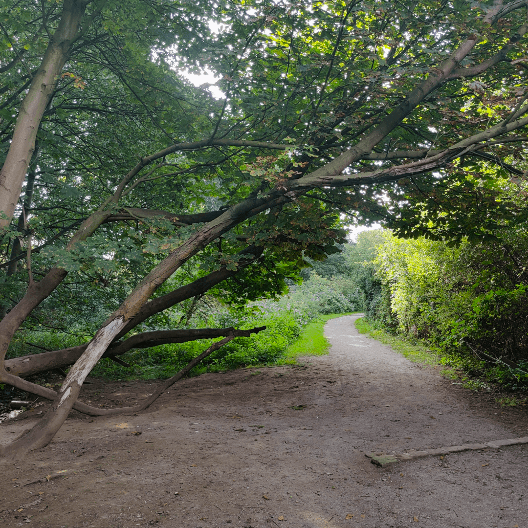 New Forest Plantation