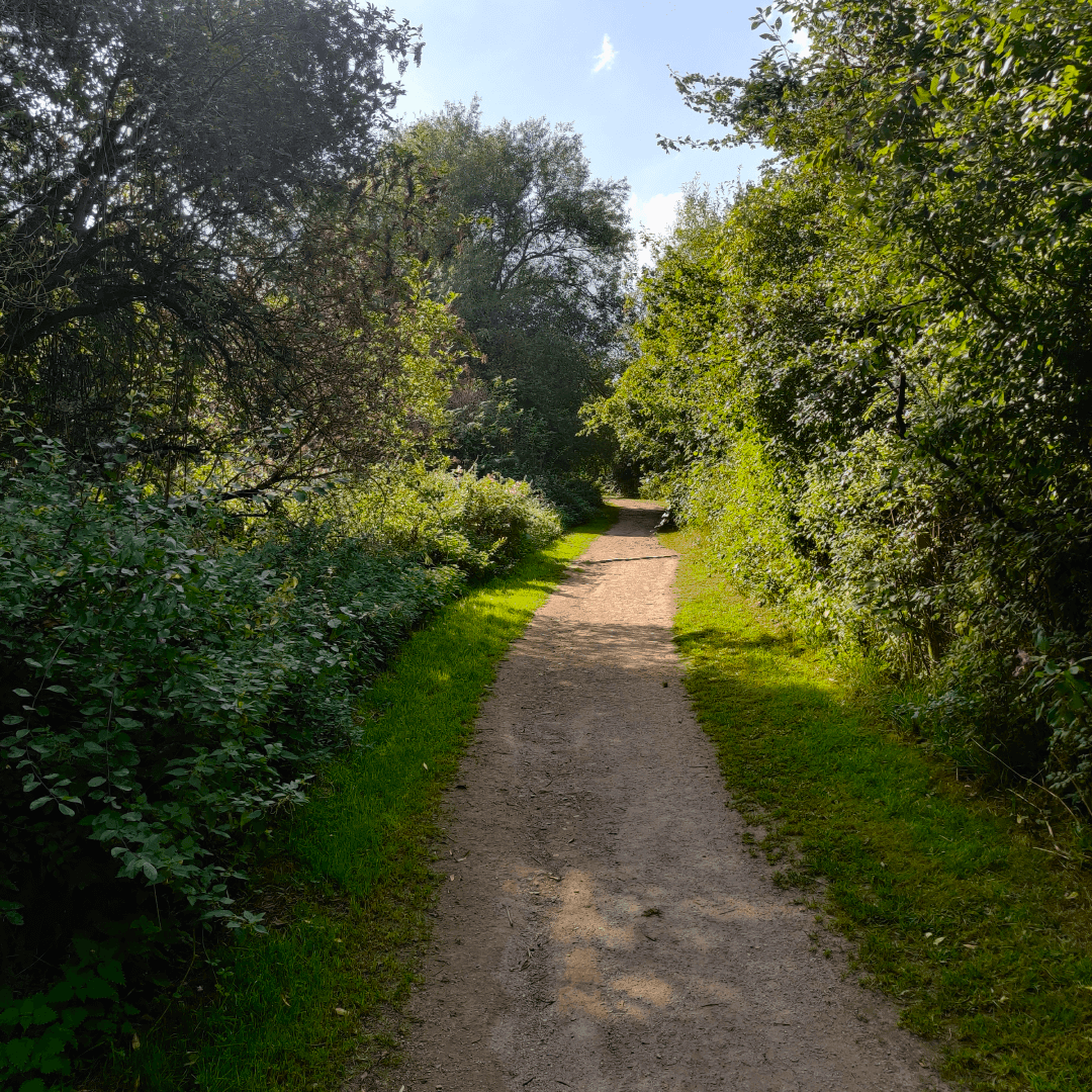 New Forest Plantation