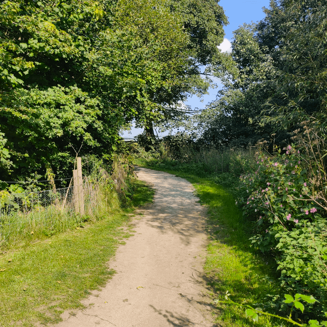 New Forest Plantation